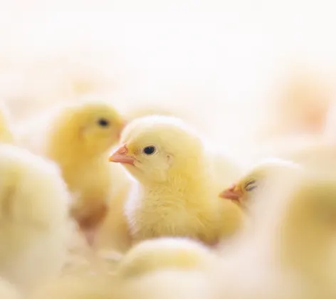 Yellow baby birds grouped up together Yellow baby birds grouped up together