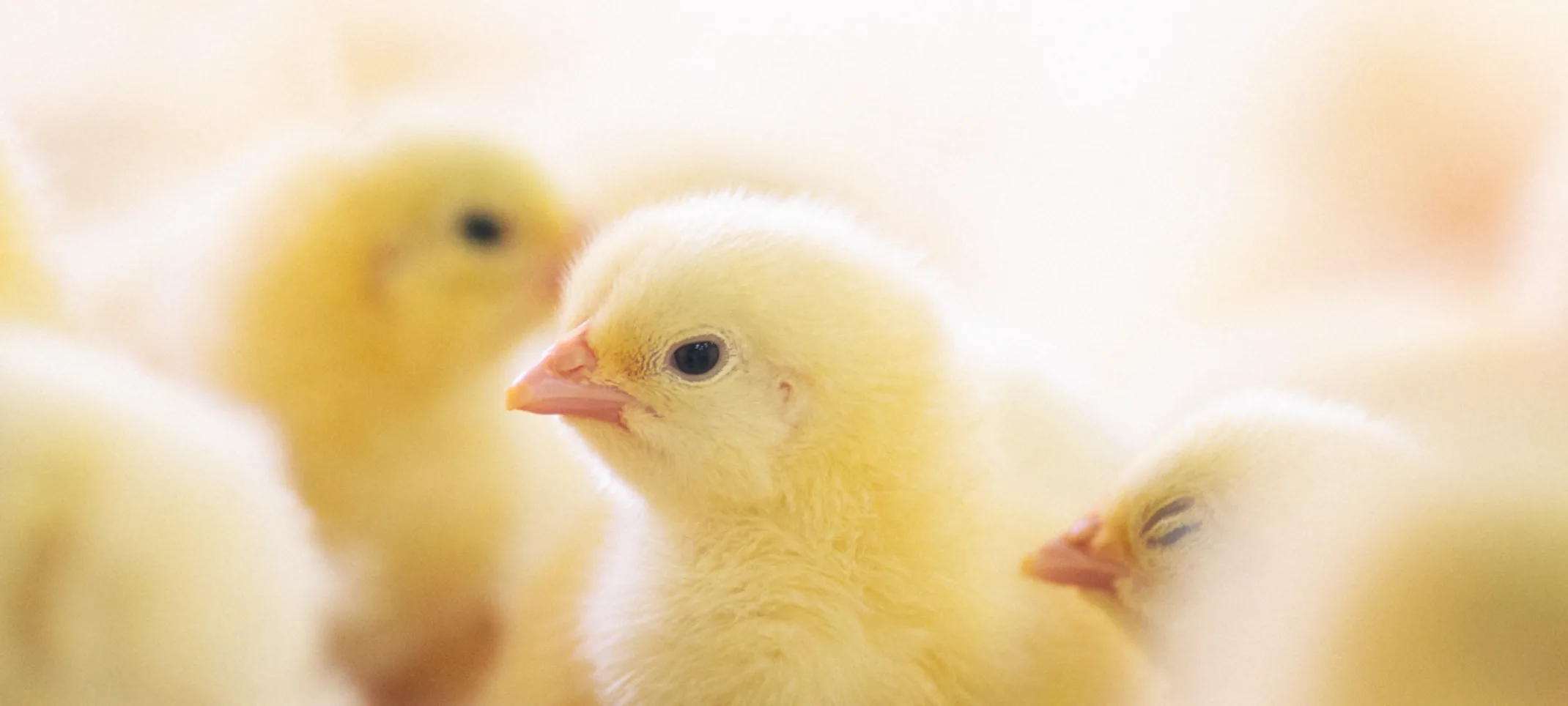 Yellow baby birds grouped up together Yellow baby birds grouped up together