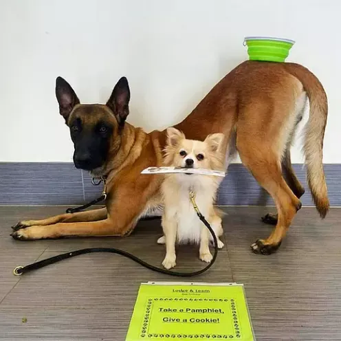 Two dogs being trained at Lauderdale Pet Lodge