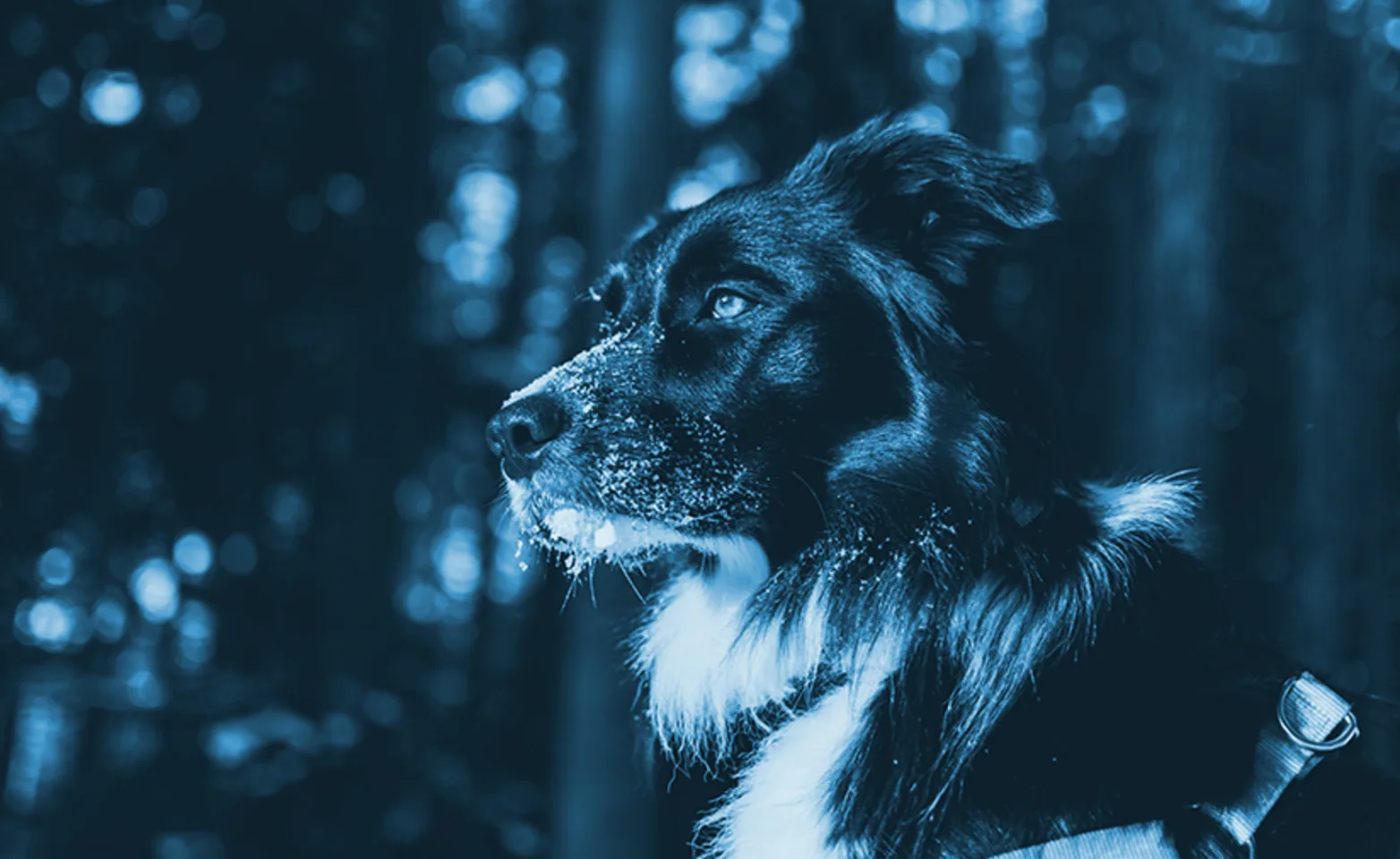 Dog with harness leash sitting in the forest and looking at something. 