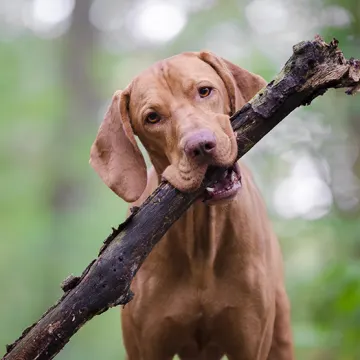 A brown dog holding a branch in its mouth