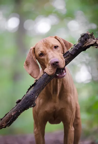 A brown dog holding a branch in its mouth