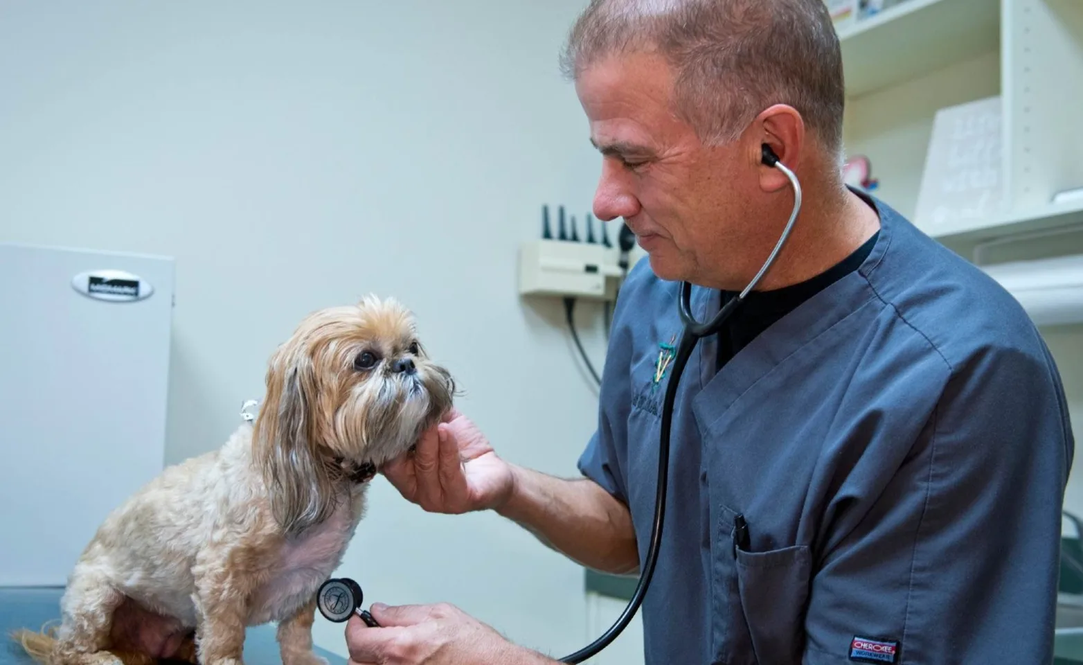 Dr. McAbee examining a dog