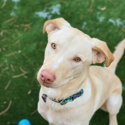 Light Brown Dog Sitting on Grass Light Brown Dog Sitting on Grass