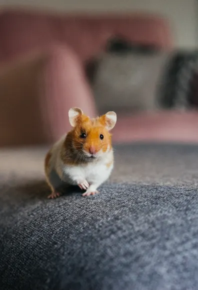Tiny hamster sitting on a couch