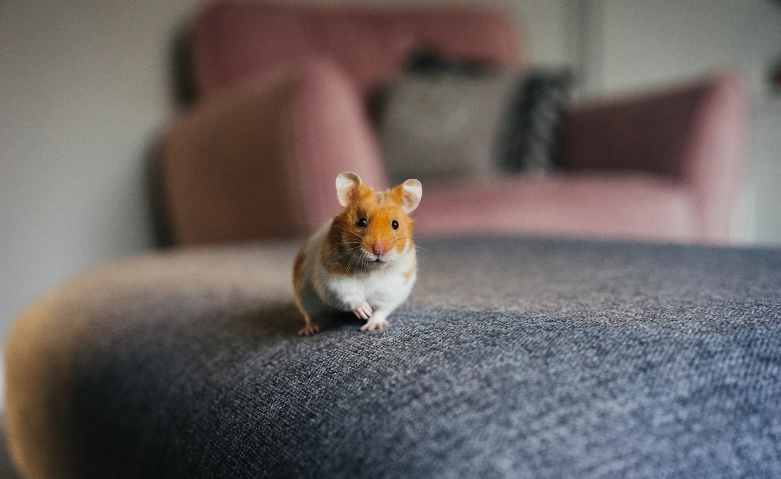 Tiny hamster sitting on a couch
