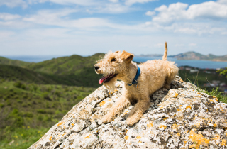 Animal Hospital in Naperville, IL Springbrook Animal Care Center