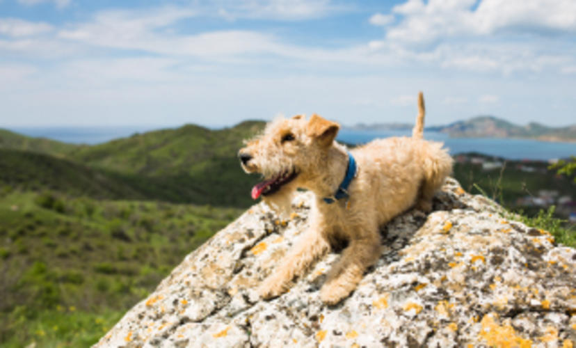 Animal Hospital in Naperville, IL | Springbrook Animal Care Center