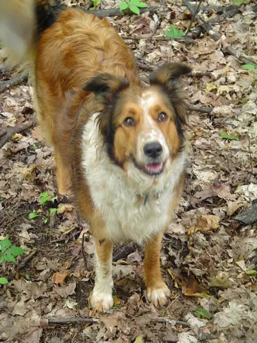 Brown and white dog standing in leaves