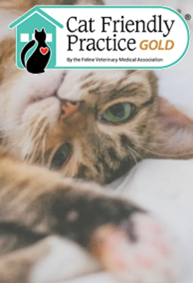 A cat laying on a bed, with an overlay of the logo for Cat Friendly Practice A cat laying on a bed, with an overlay of the logo for Cat Friendly Practice