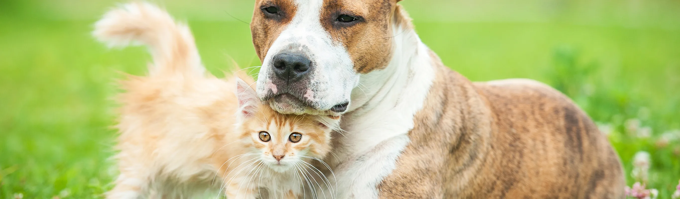 Dog and cat in grass Dog and cat in grass