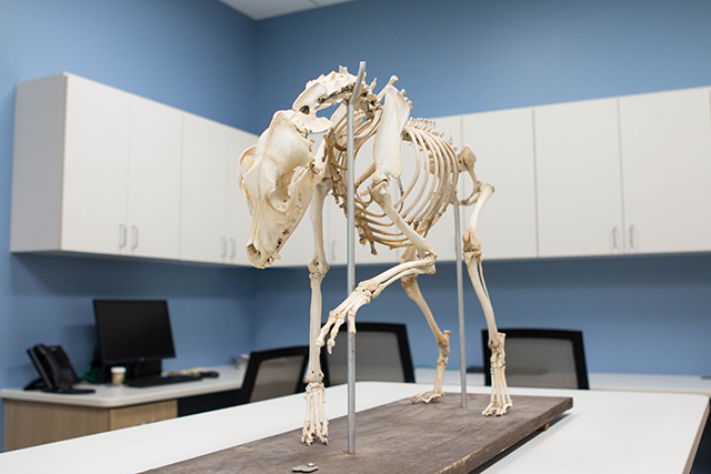 Animal Skeleton at Veterinary Specialists of Birmingham