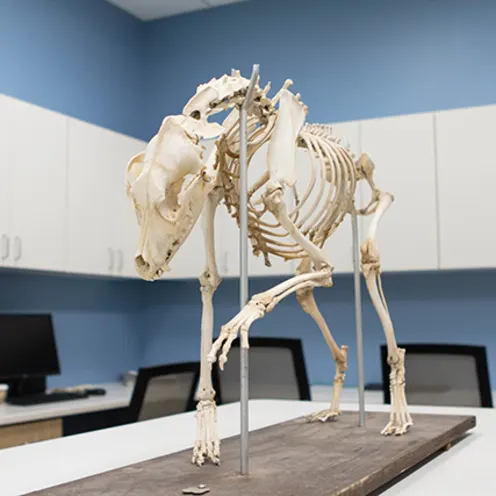 Animal Skeleton at Veterinary Specialists of Birmingham