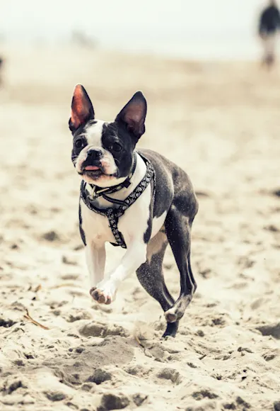 Dog jumping and running on the sand Dog jumping and running on the sand