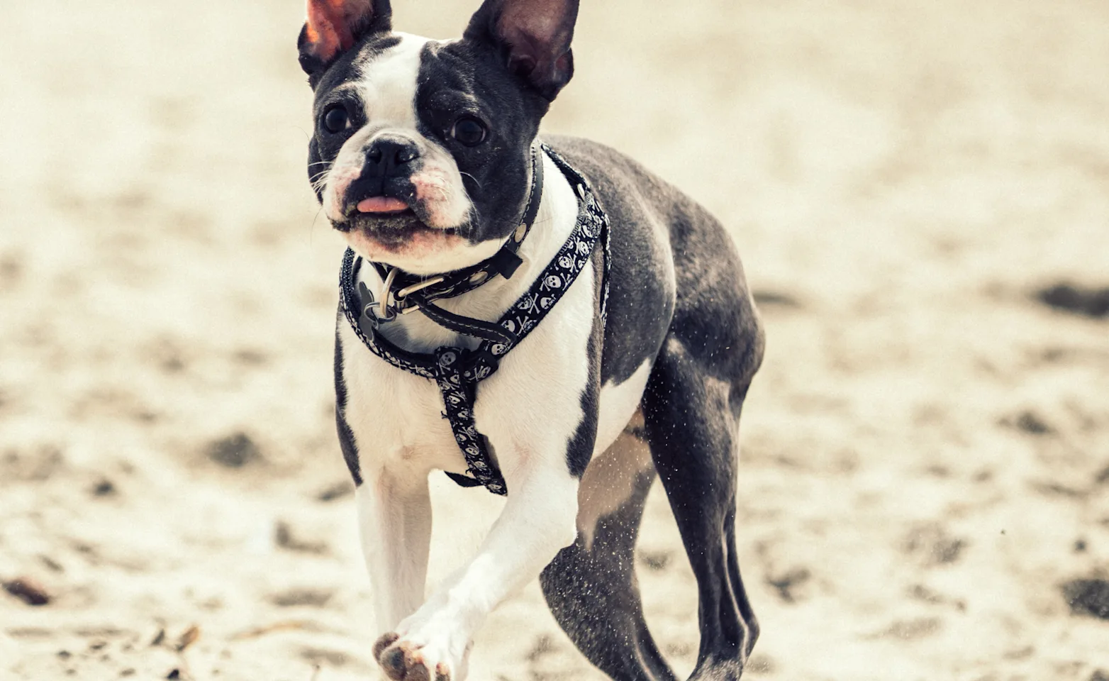 Dog jumping and running on the sand 