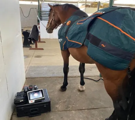 A Brown Horse Standing Next to Laser Therapy Equipment at Bayhill Equine