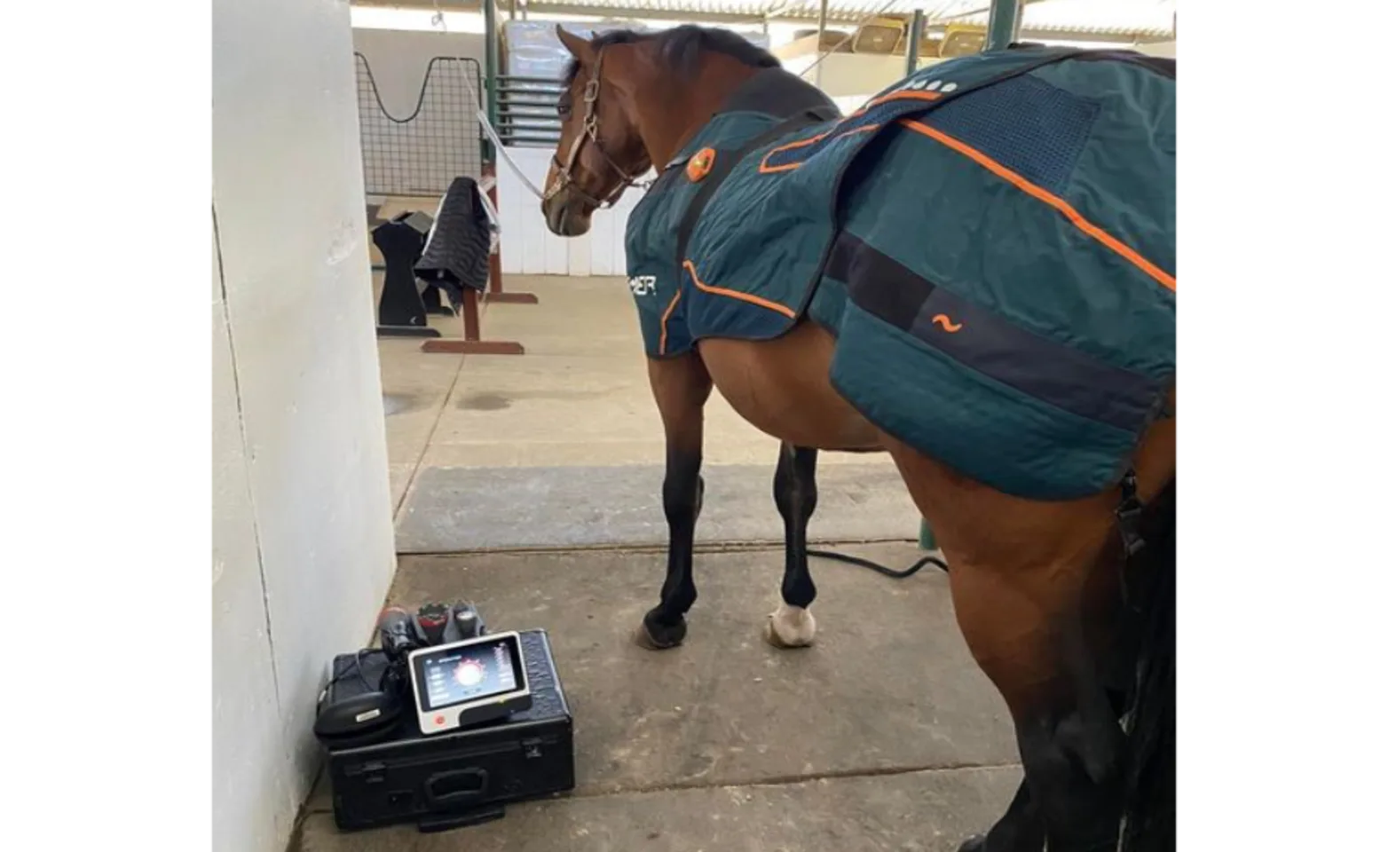 A Brown Horse Standing Next to Laser Therapy Equipment at Bayhill Equine A Brown Horse Standing Next to Laser Therapy Equipment at Bayhill Equine