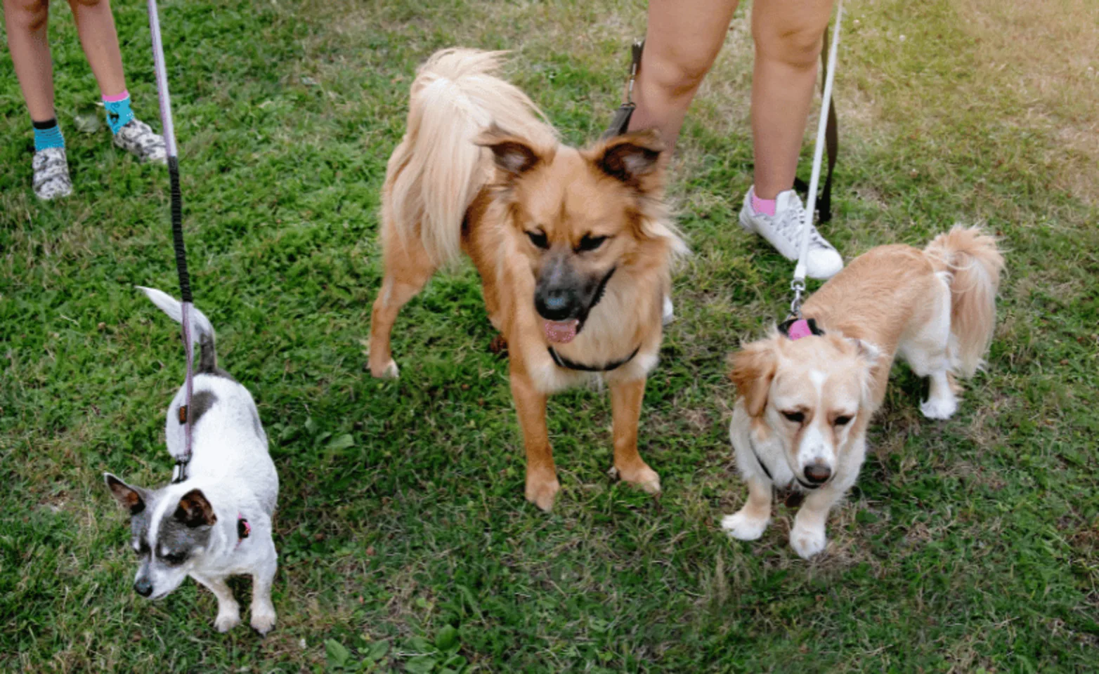 Dogs on Leashes Dogs on Leashes
