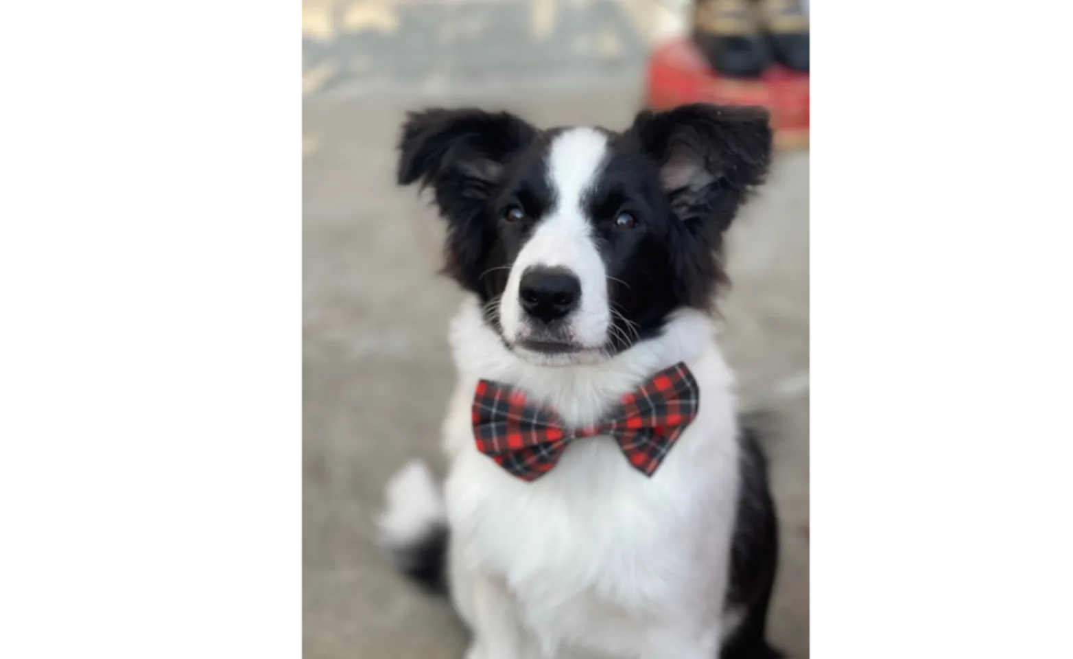 Black and white dog with a bow tie Black and white dog with a bow tie