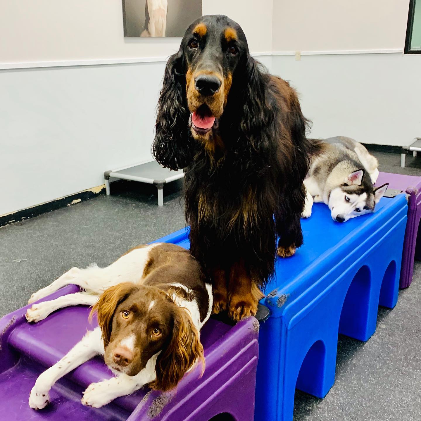 three dogs trying to sleep on a table top