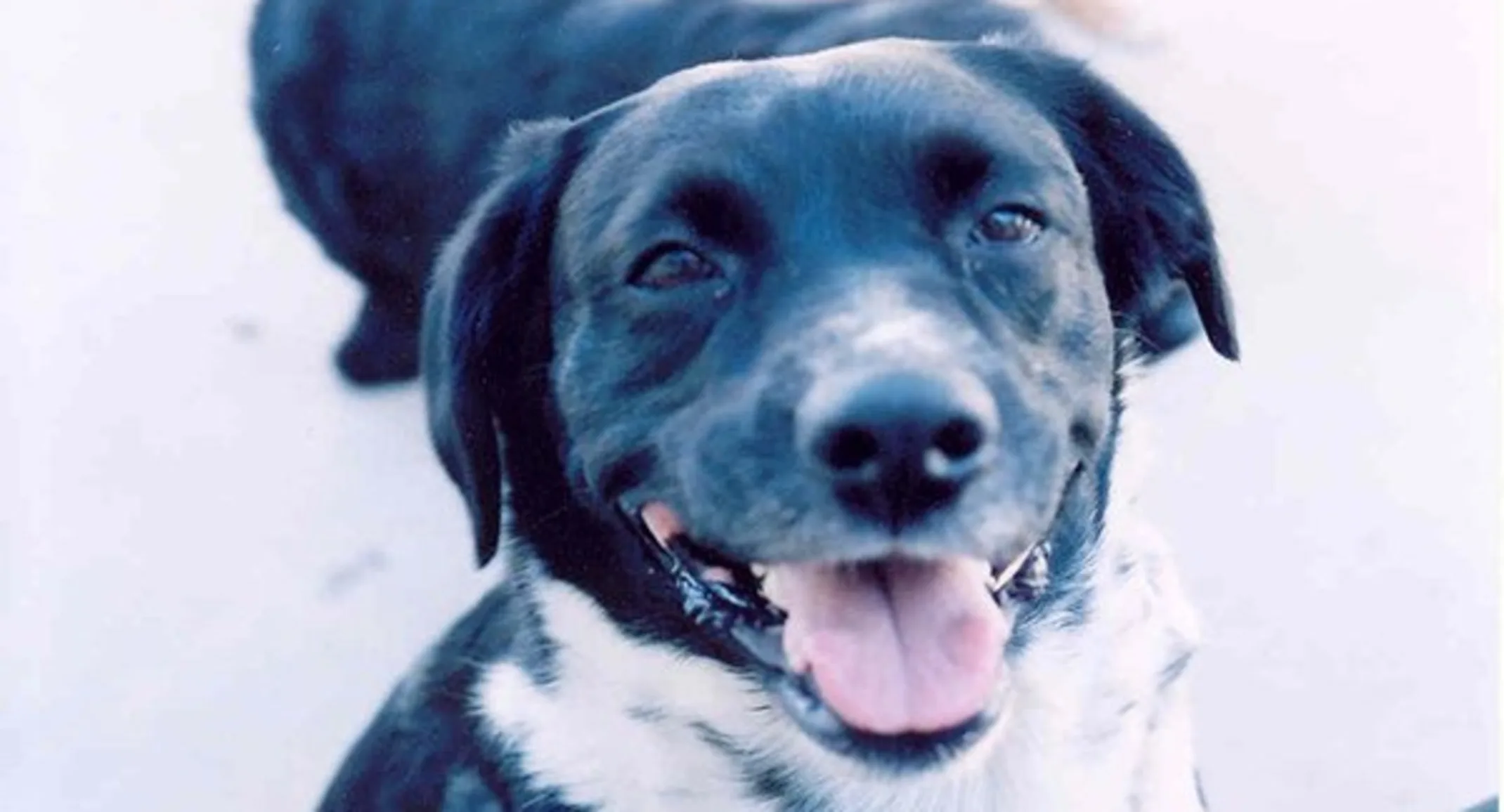 Fancy the dog smiling Fancy the dog smiling