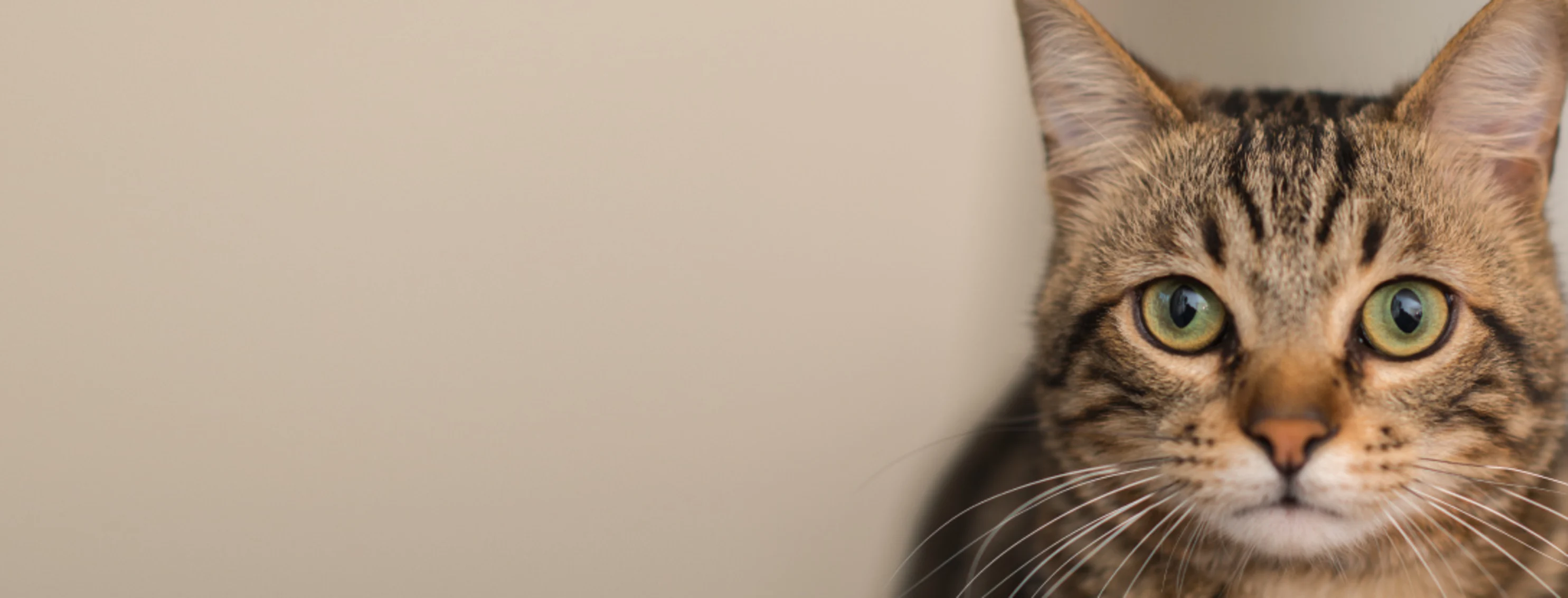Green eyes tabby cat Green eyes tabby cat