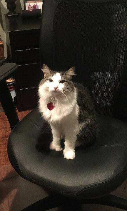 A cat on an office chair