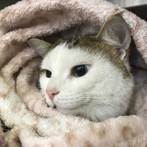 Cat Wrapped in Blanket at Mississauga Animal Hospital
