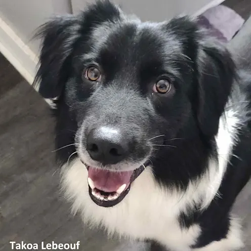 Smiling dog. Smiling dog.