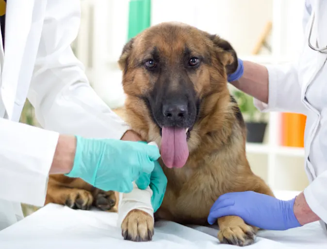 Brown dog getting checked by veterinarians Brown dog getting checked by veterinarians