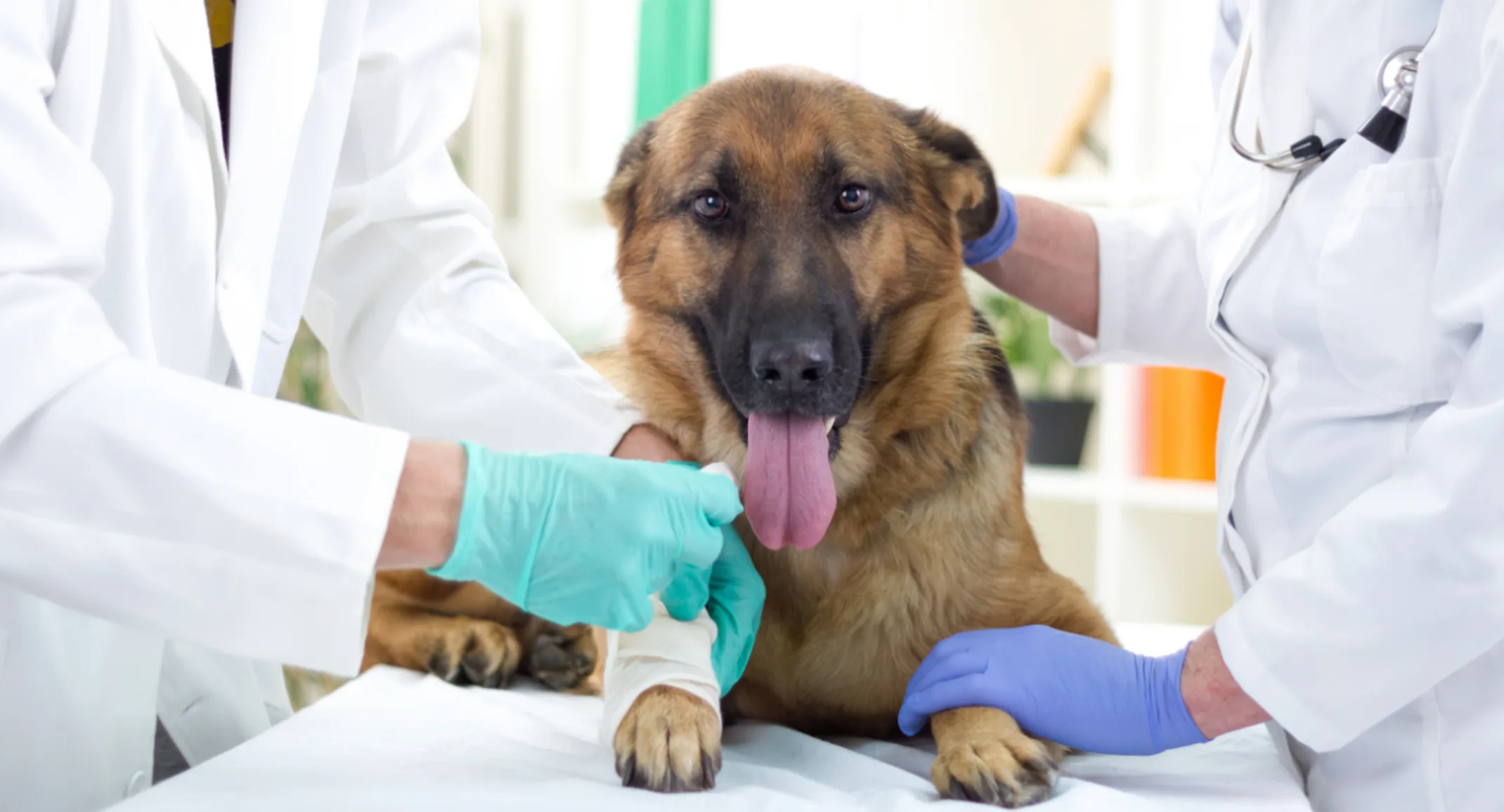 Brown dog getting checked by veterinarians Brown dog getting checked by veterinarians