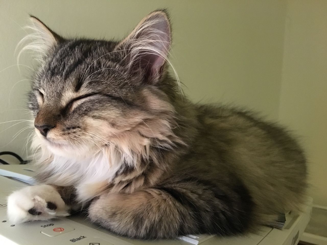 Sleepy Kitty at Ohana Veterinary Clinic
