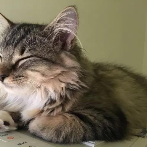 Sleepy Kitty at Ohana Veterinary Clinic