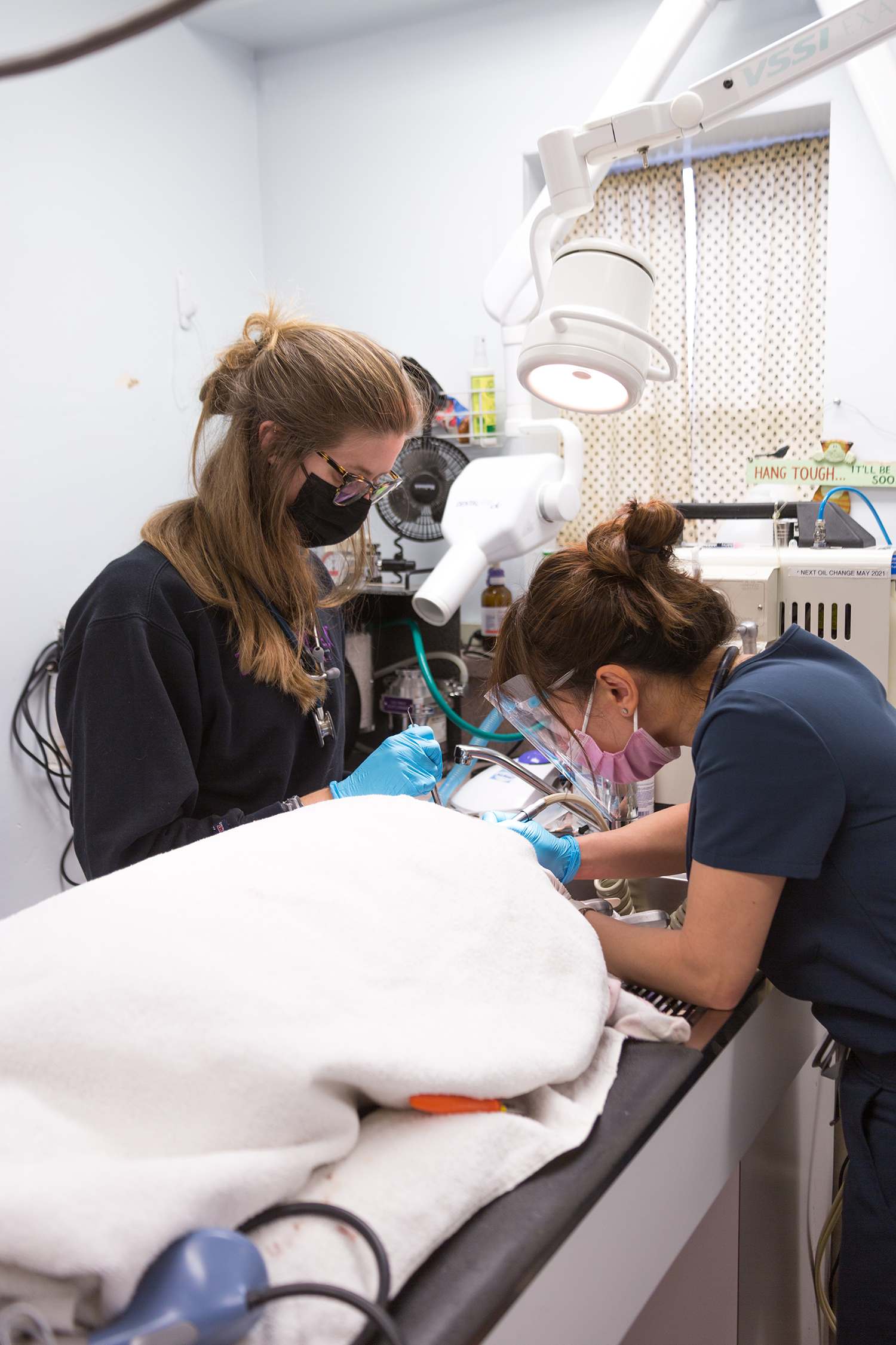 Dental procedure at White's Pet Hospital.