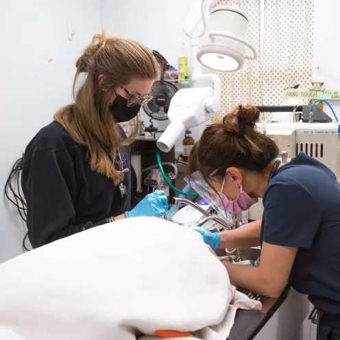 Dental procedure at White's Pet Hospital.