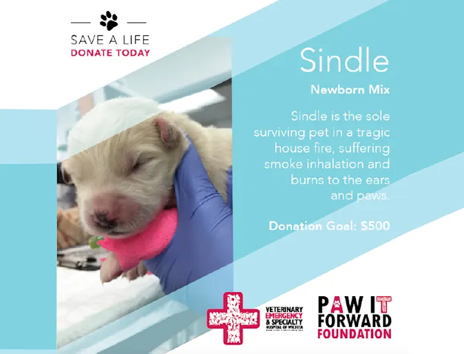 New born puppy with profile New born puppy with profile