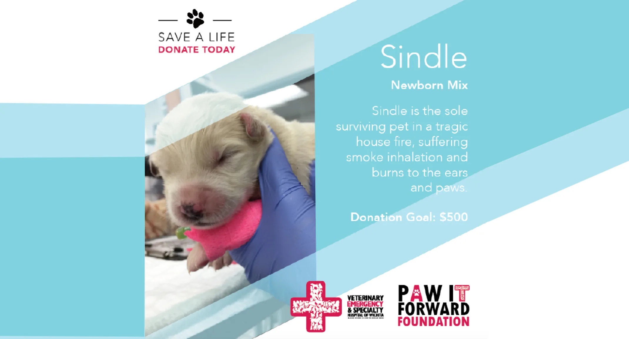 New born puppy with profile New born puppy with profile