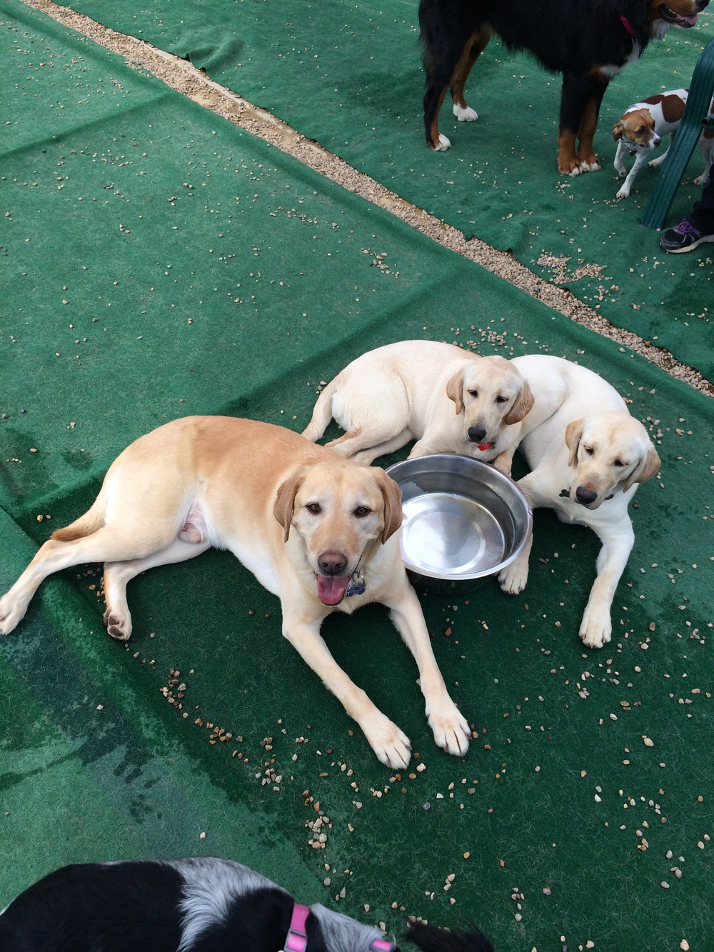 Bowhaus (Boulder) Dog on Turf