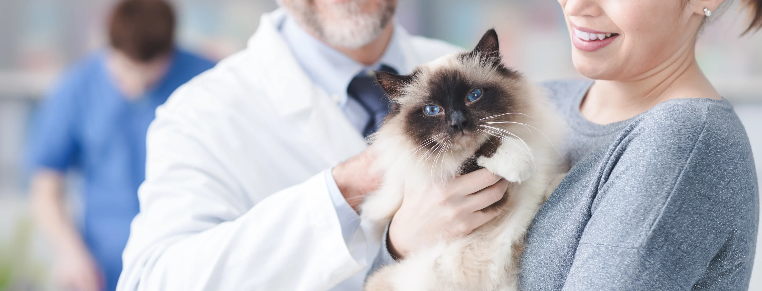 Cat is held by woman with vet