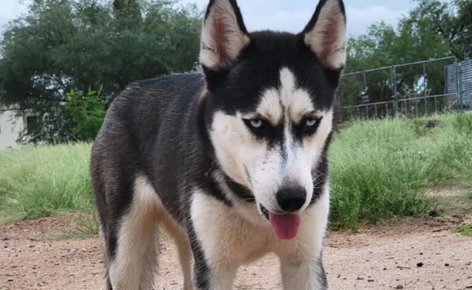 Black and white husky standing with tongue out Black and white husky standing with tongue out