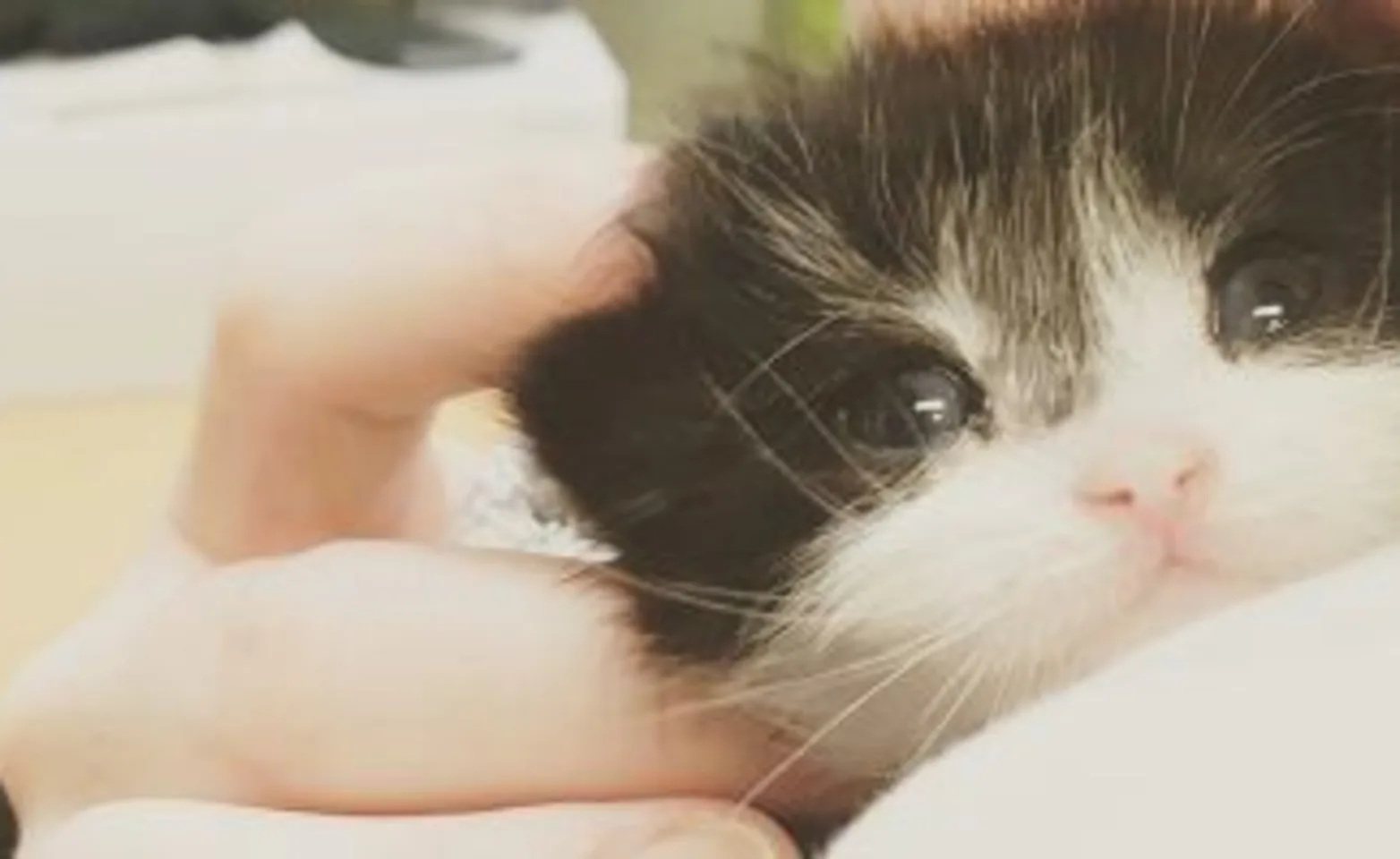 A cat on someone's shoulder A cat on someone's shoulder