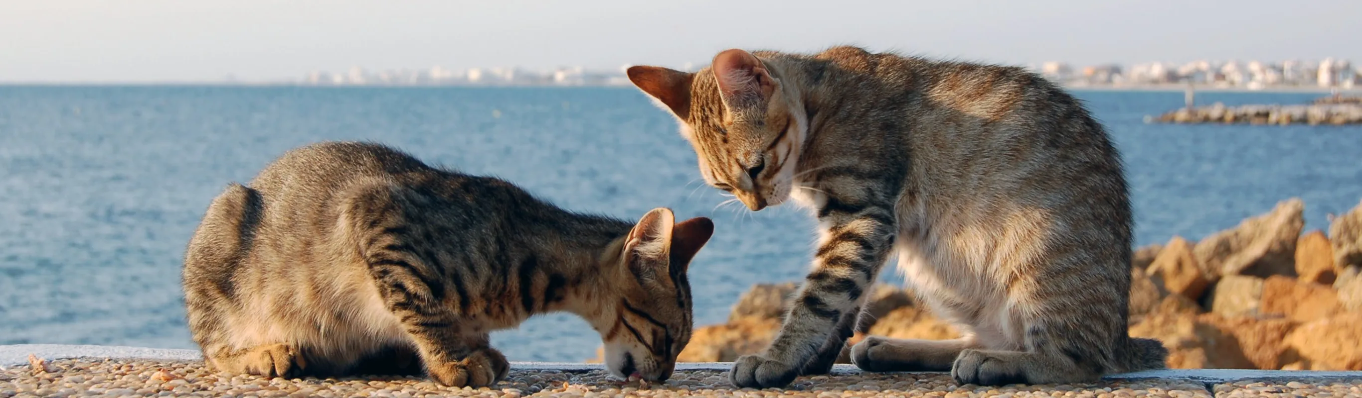 Two cats sitting on a ledge with the ocean in the background