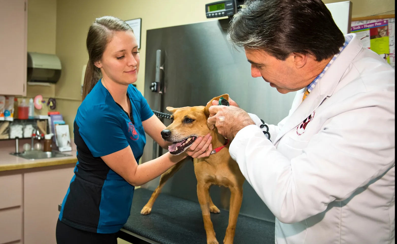 Doctor with a dog on the exam table at Ehrlich Animal Hospital Doctor with a dog on the exam table at Ehrlich Animal Hospital