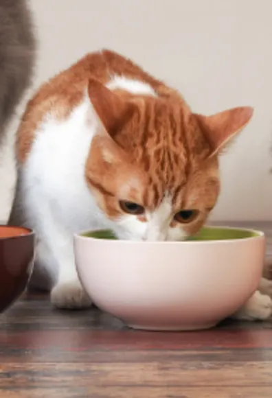 Kitten Eating from a White Bowl