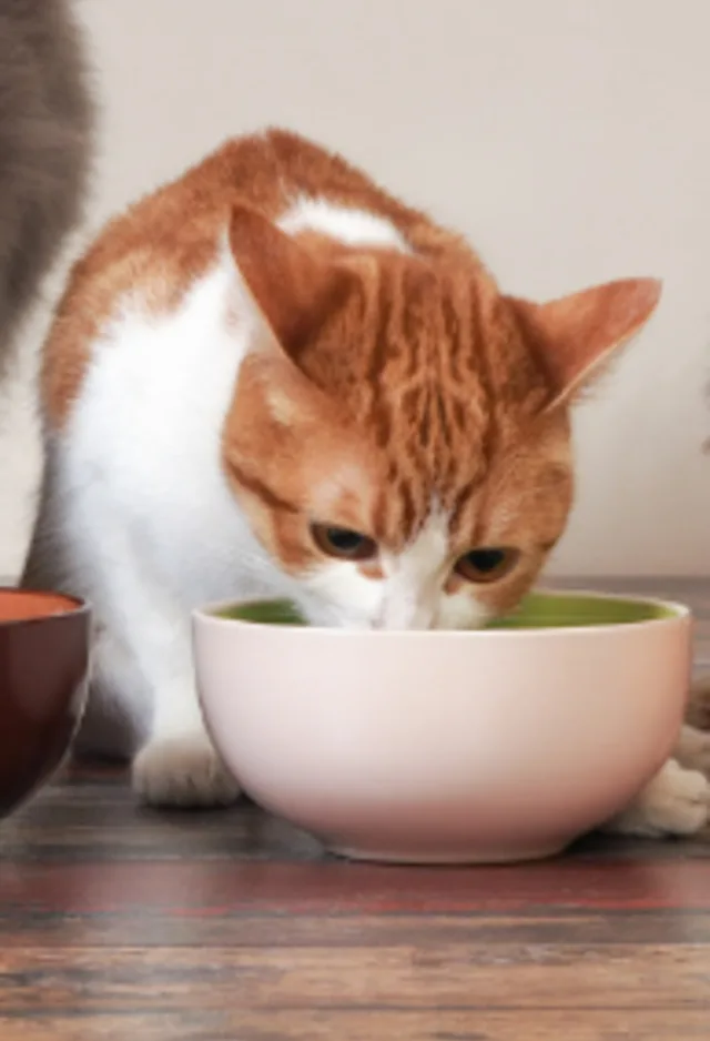 Kitten Eating from a White Bowl Kitten Eating from a White Bowl