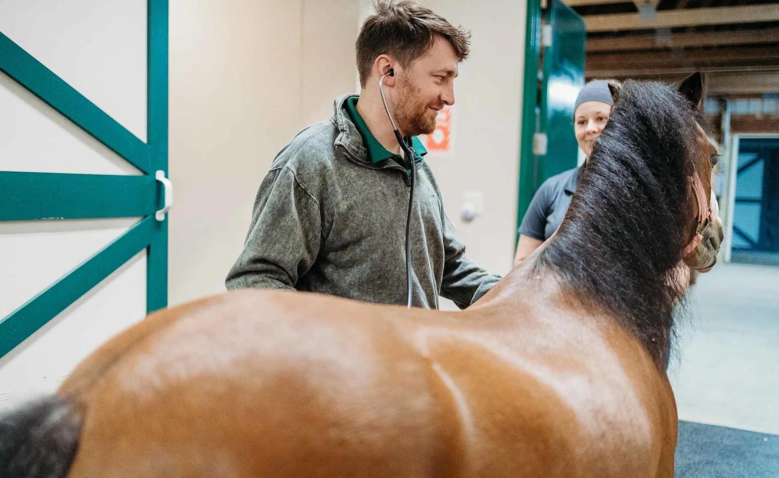 Staff Listening To Horse's Heart Staff Listening To Horse's Heart