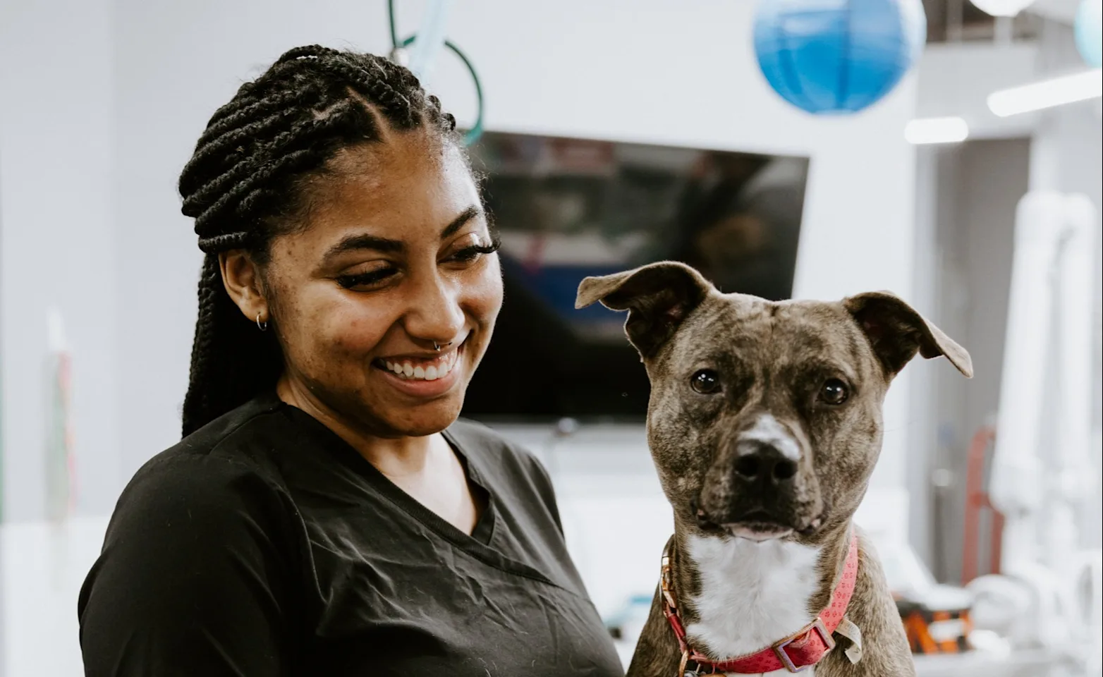 A smiling veterinary technician caring for a happy brown and white dog A smiling veterinary technician caring for a happy brown and white dog