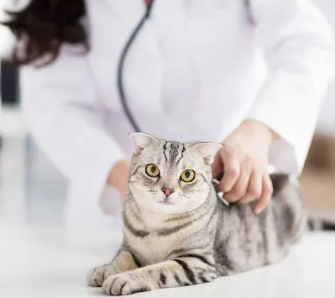 Photo of a white cat being treated by a vet Photo of a white cat being treated by a vet