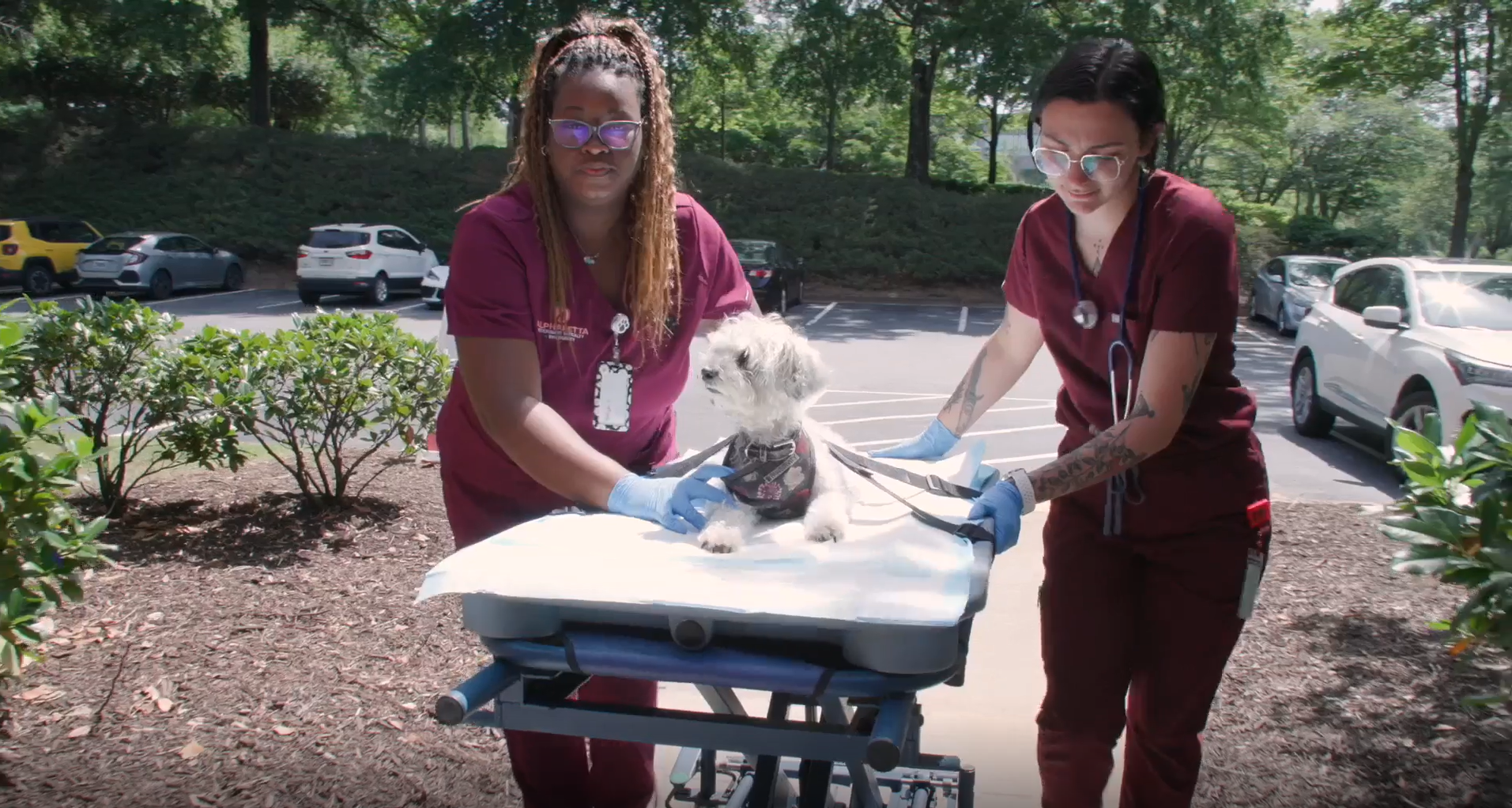 Two staff members bring a small white dog into the hospital