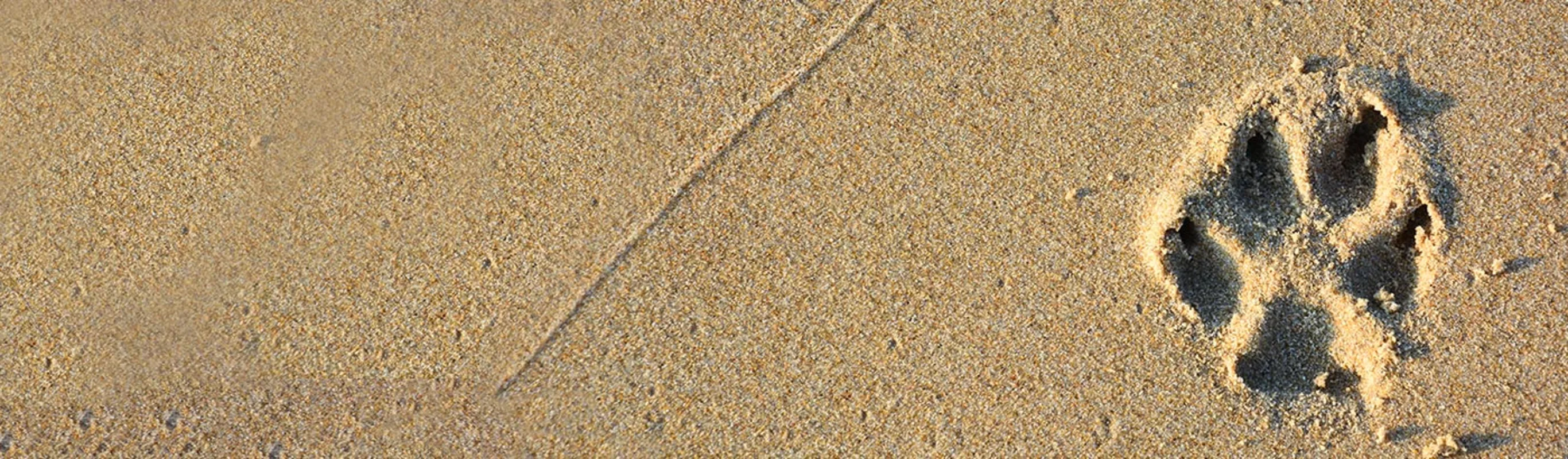 A paw print in sand A paw print in sand